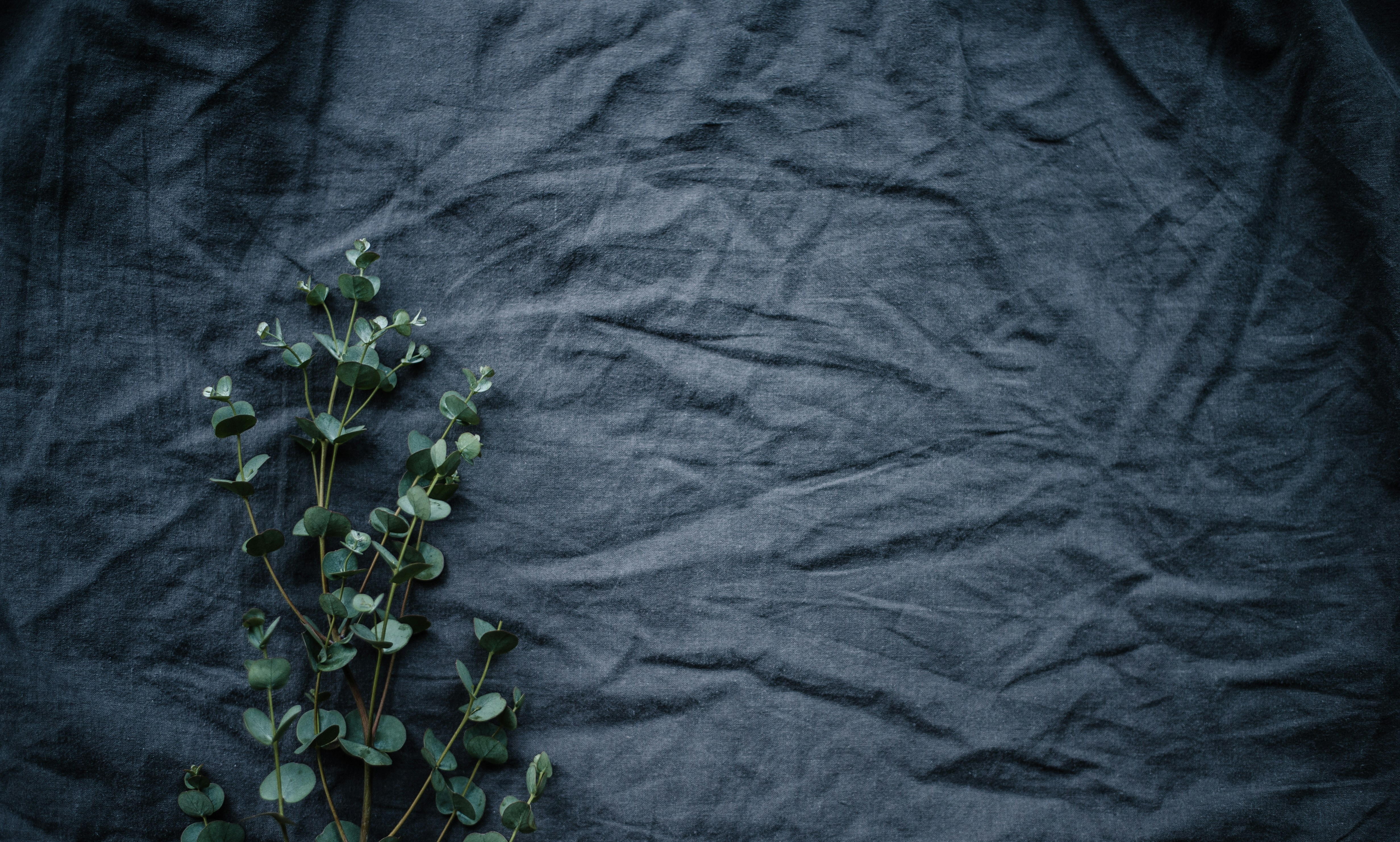 Dark linen with a green leafed plant